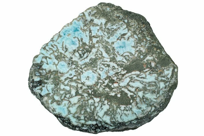 Slab of Larimar Replaced Wood Limb Cast #315027